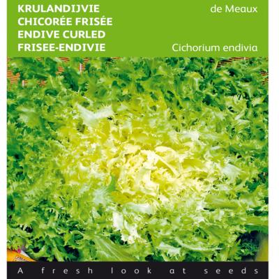 cichorium-endivia-de-meaux