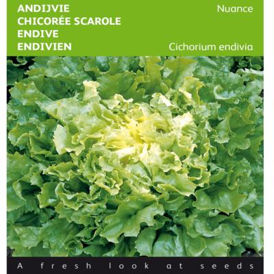 cichorium-endivia-nuance