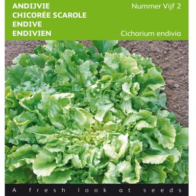 cichorium-endivia-nummer-vijf