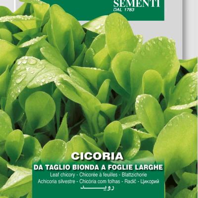 cichorium-intybus-bonda-foglie-larghe