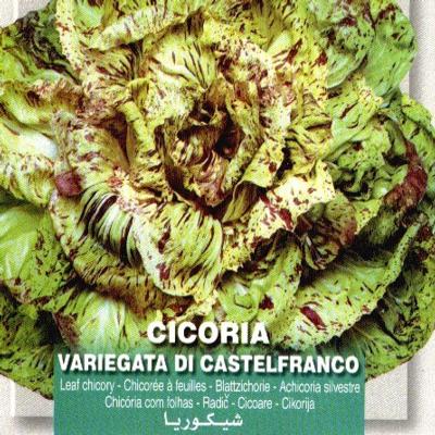 cichorium-intybus-castelfranco