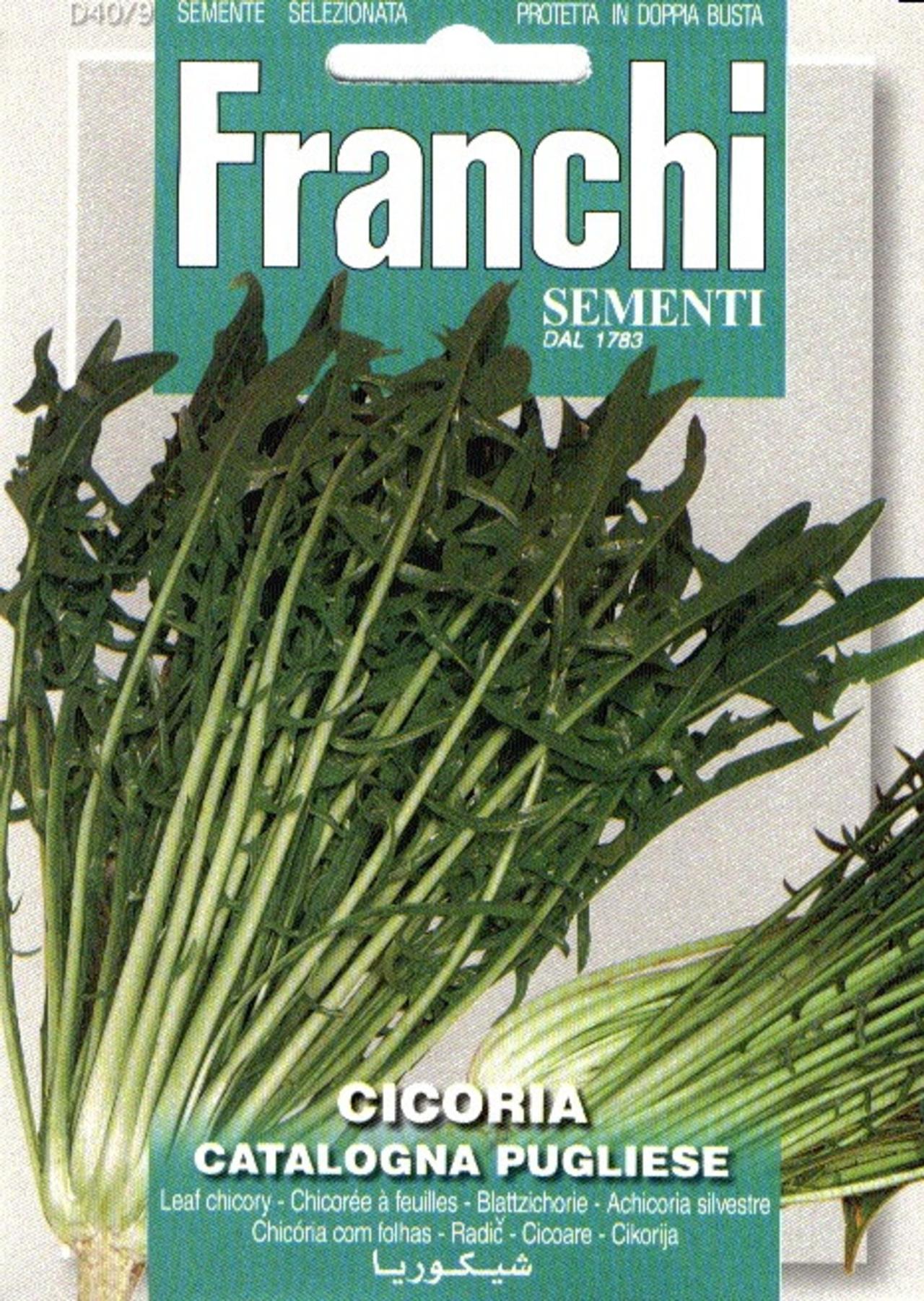 Cichorium intybus 'Catalogna Pugliese' plant