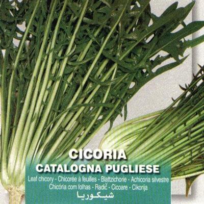 cichorium-intybus-catalogna-pugliese