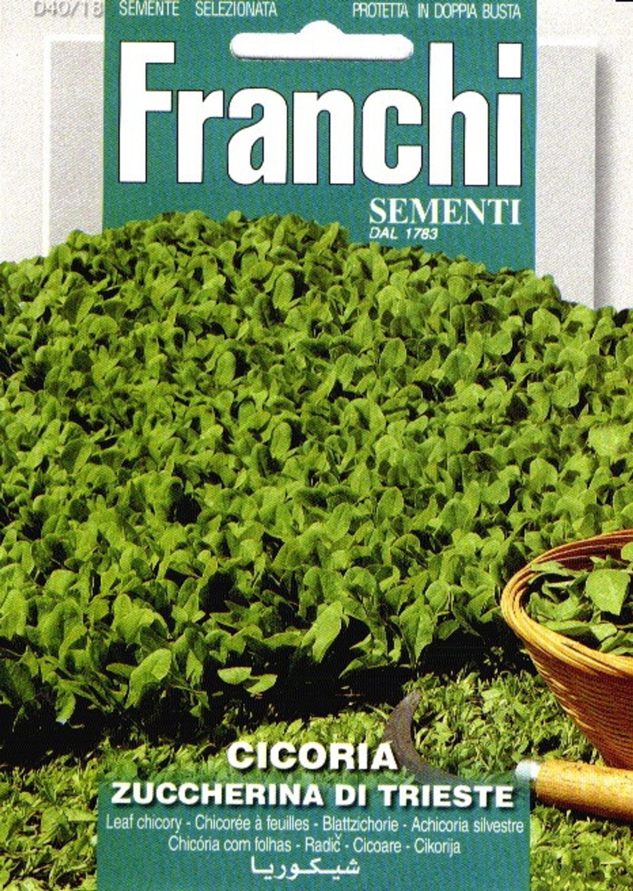 cichorium-intybus-di-trieste Cichorium intybus 'Di Trieste' plant