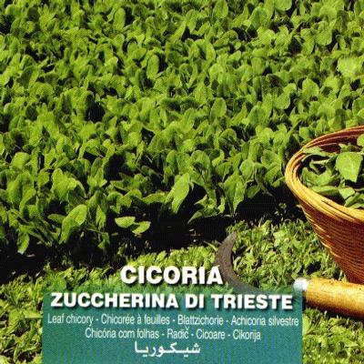 cichorium-intybus-di-trieste