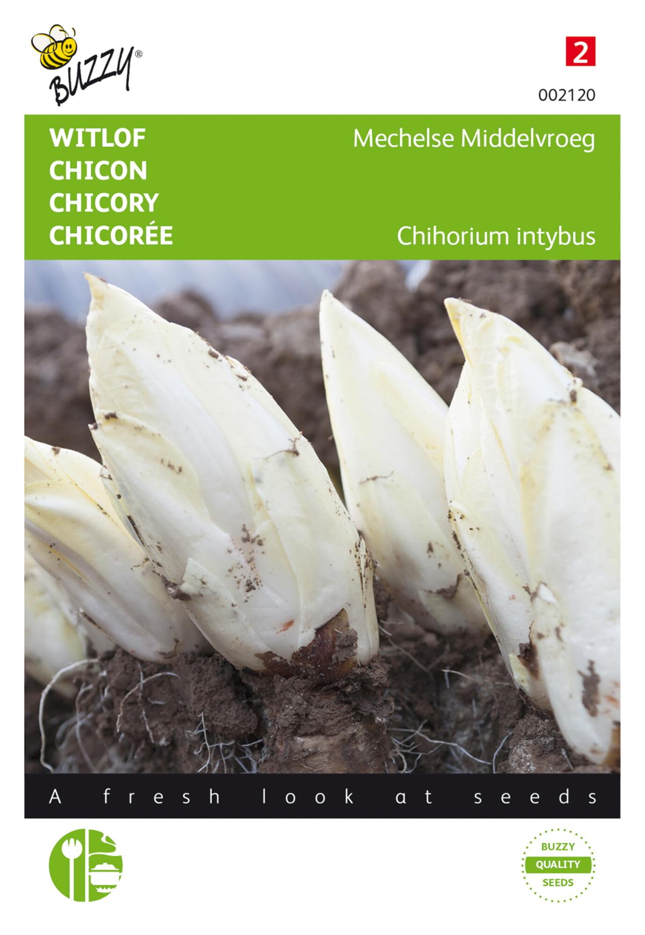 Cichorium intybus 'Mechelse Middelvroeg' plant