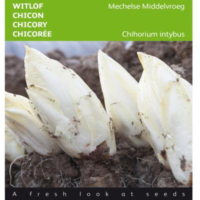 cichorium-intybus-mechelse-middelvroeg