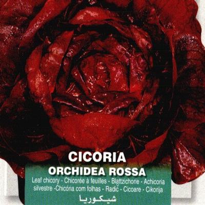 cichorium-intybus-orchidea-rossa