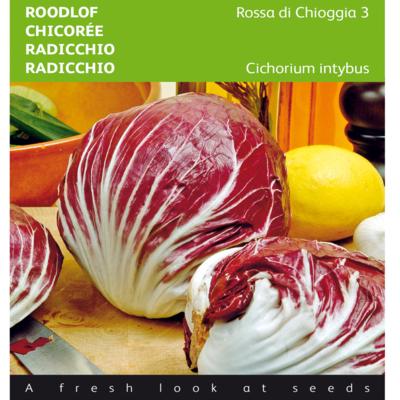 cichorium-intybus-rossa-di-chioggia-3