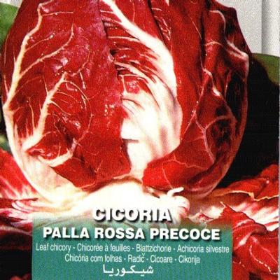 cichorium-intybus-rossa-precoce