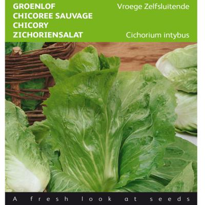 cichorium-intybus-vroege-zelfsluitende