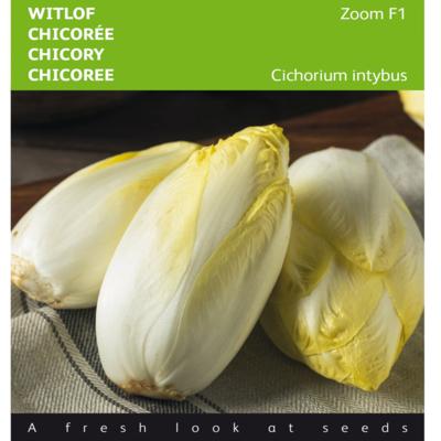 cichorium-intybus-zoom-f1