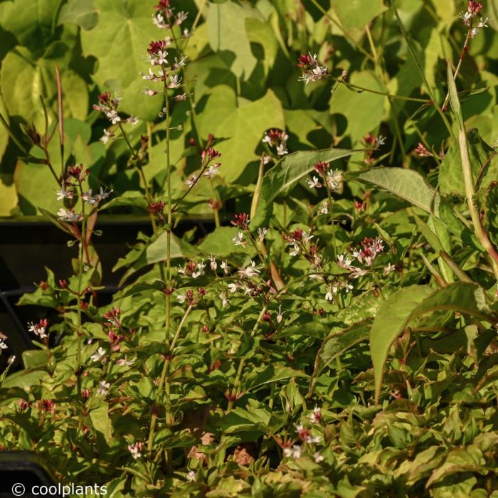 Circaea alpina plant