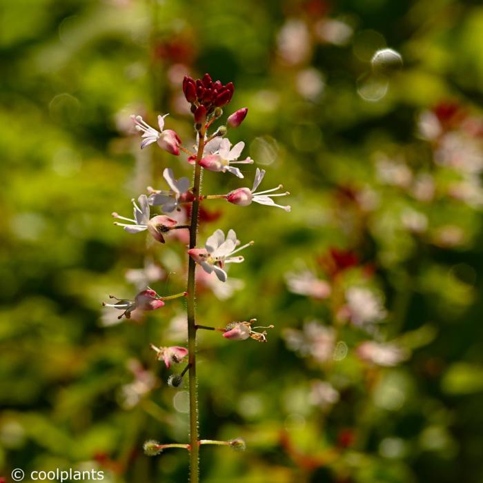 Circaea alpina plant