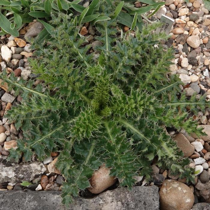 Cirsium acaule plant