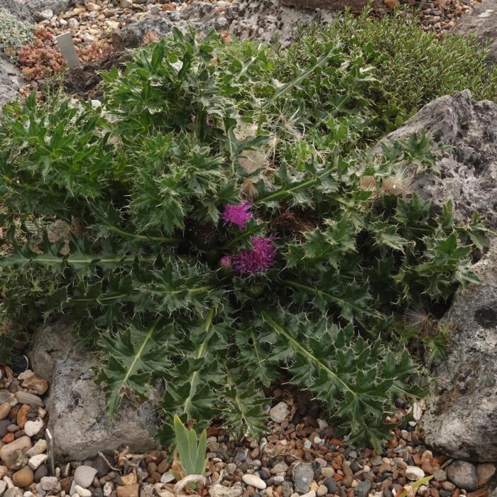 Cirsium acaule plant