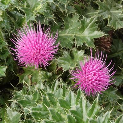 cirsium-acaule