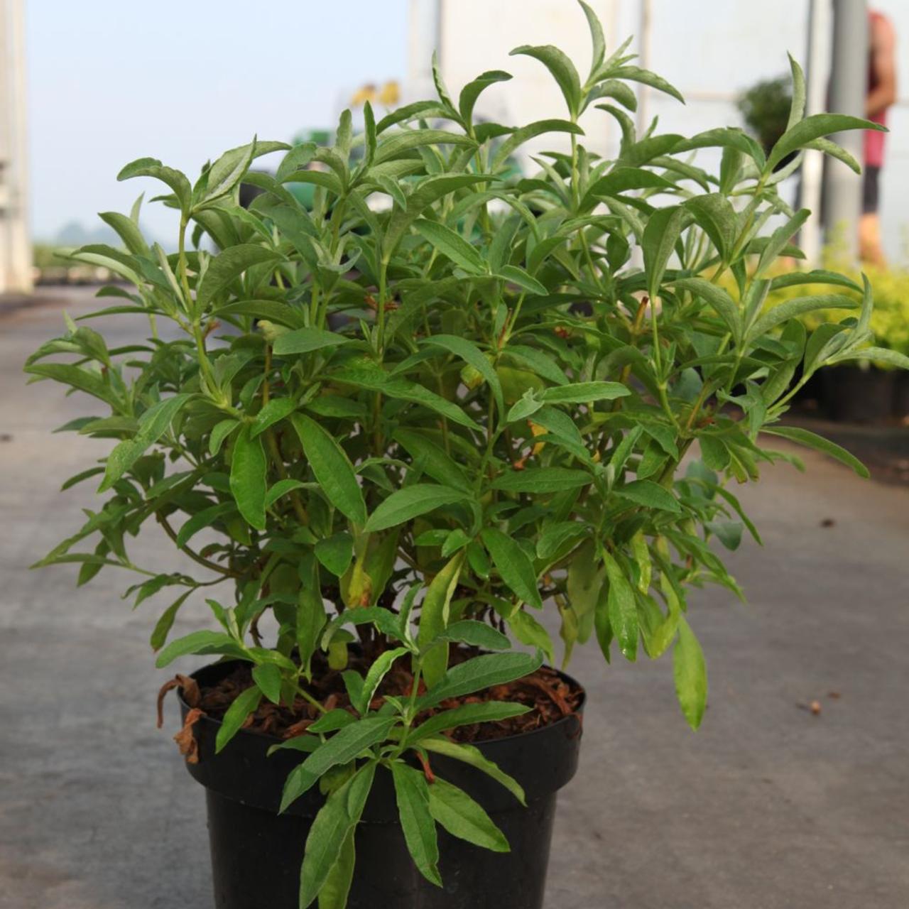 Cistus purpureus 'Alan Fradd' plant