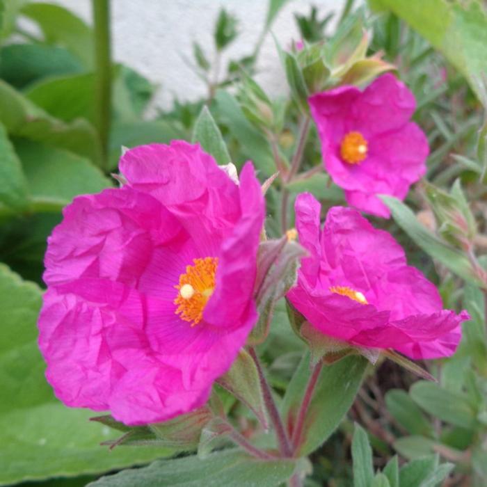 Cistus x pulverulentus 'Sunset' plant