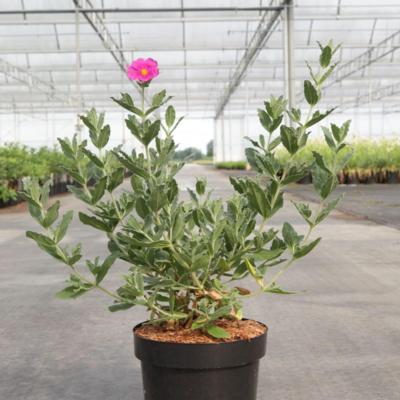 cistus-x-pulverulentus-sunset