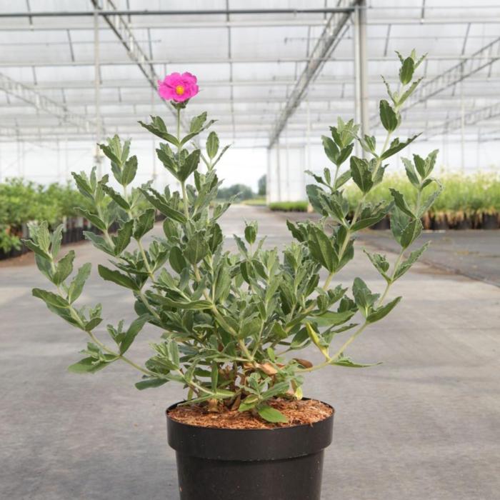 Cistus x pulverulentus 'Sunset' plant