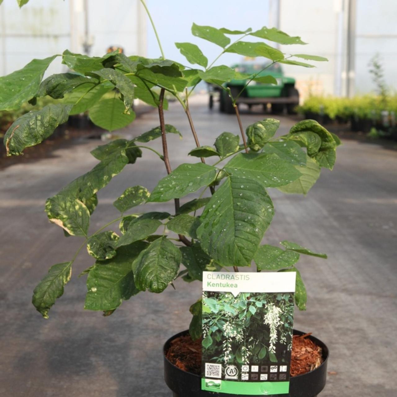 Cladrastis kentukea plant