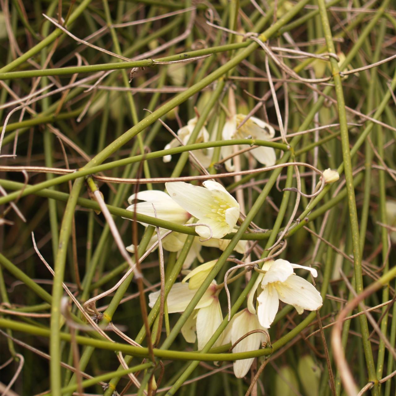 Clematis afoliata plant