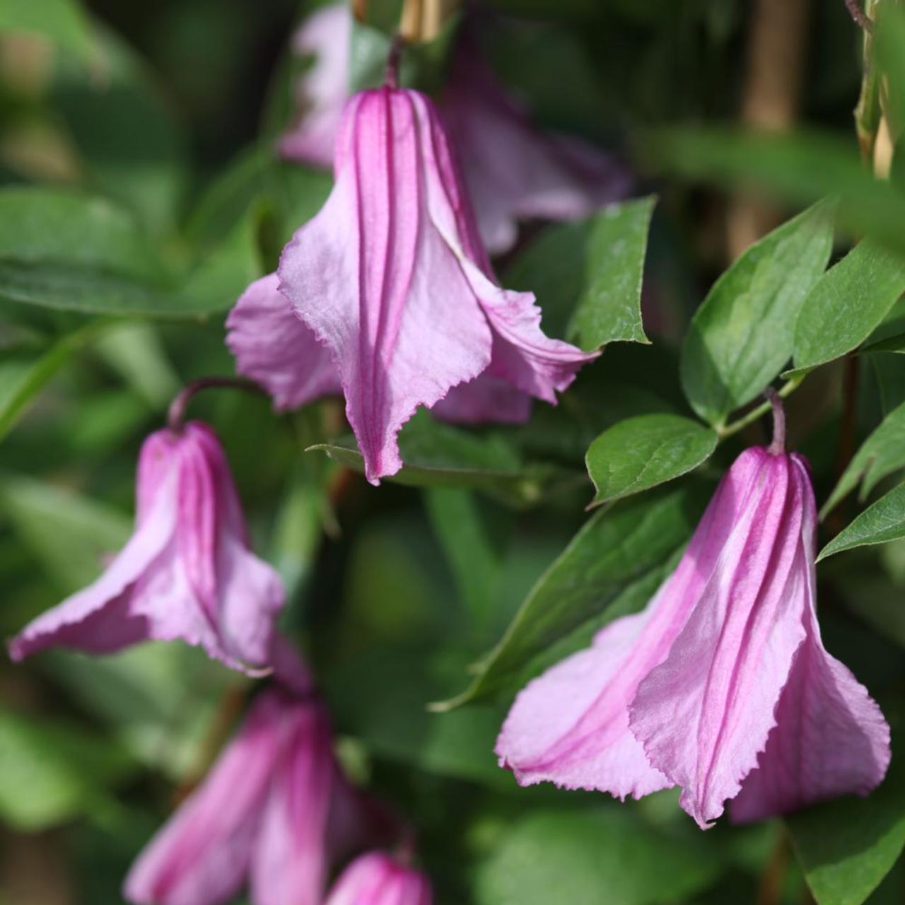 Clematis 'Aljonushka' plant