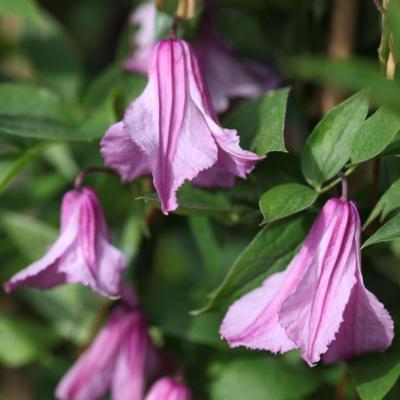 clematis-aljonushka