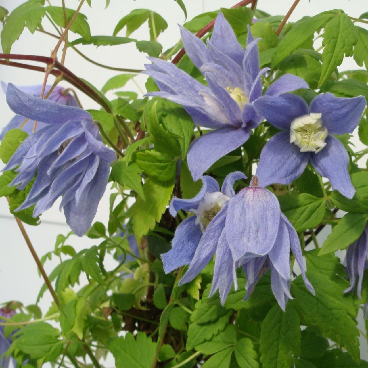 Clematis alpina 'Frances Rivis' plant