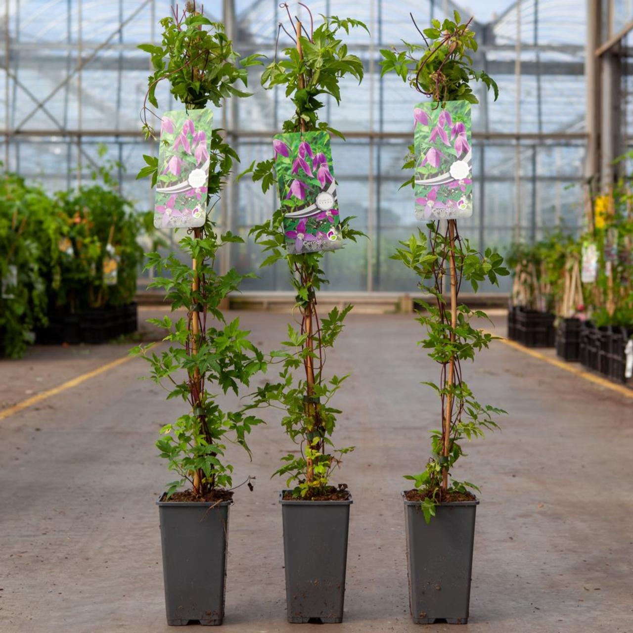 Clematis alpina plant