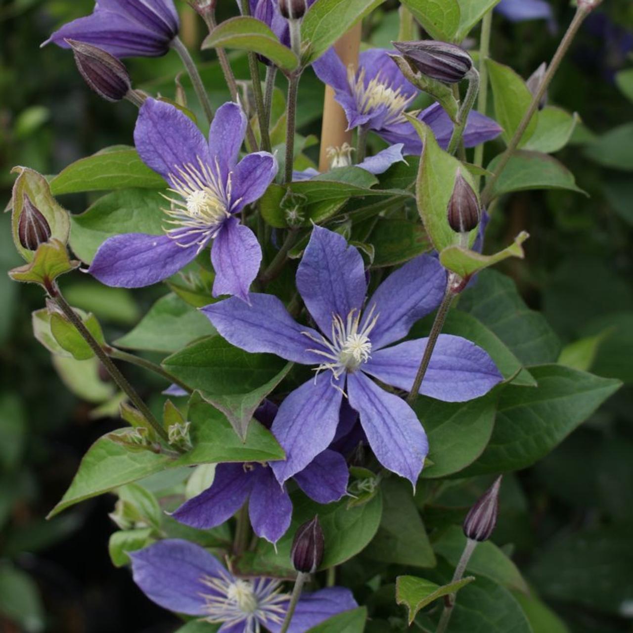 Clematis 'Arabella' plant