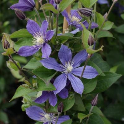 clematis-arabella