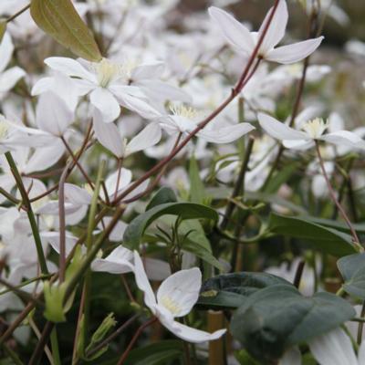 clematis-armandii-apple-blossom