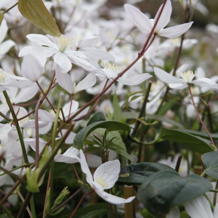 Clematis armandii 'Apple Blossom' plant