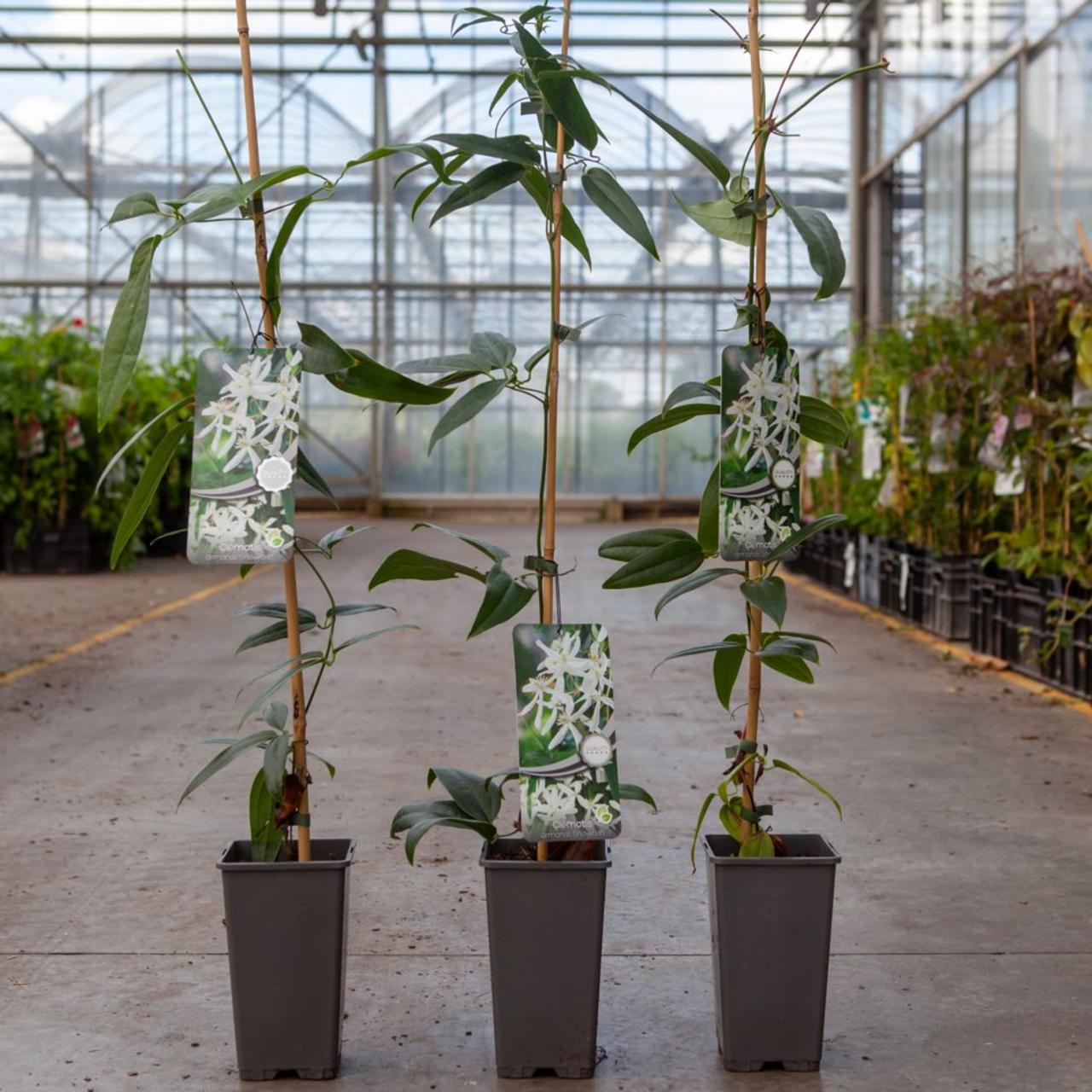 Clematis armandii 'Snowdrift' plant