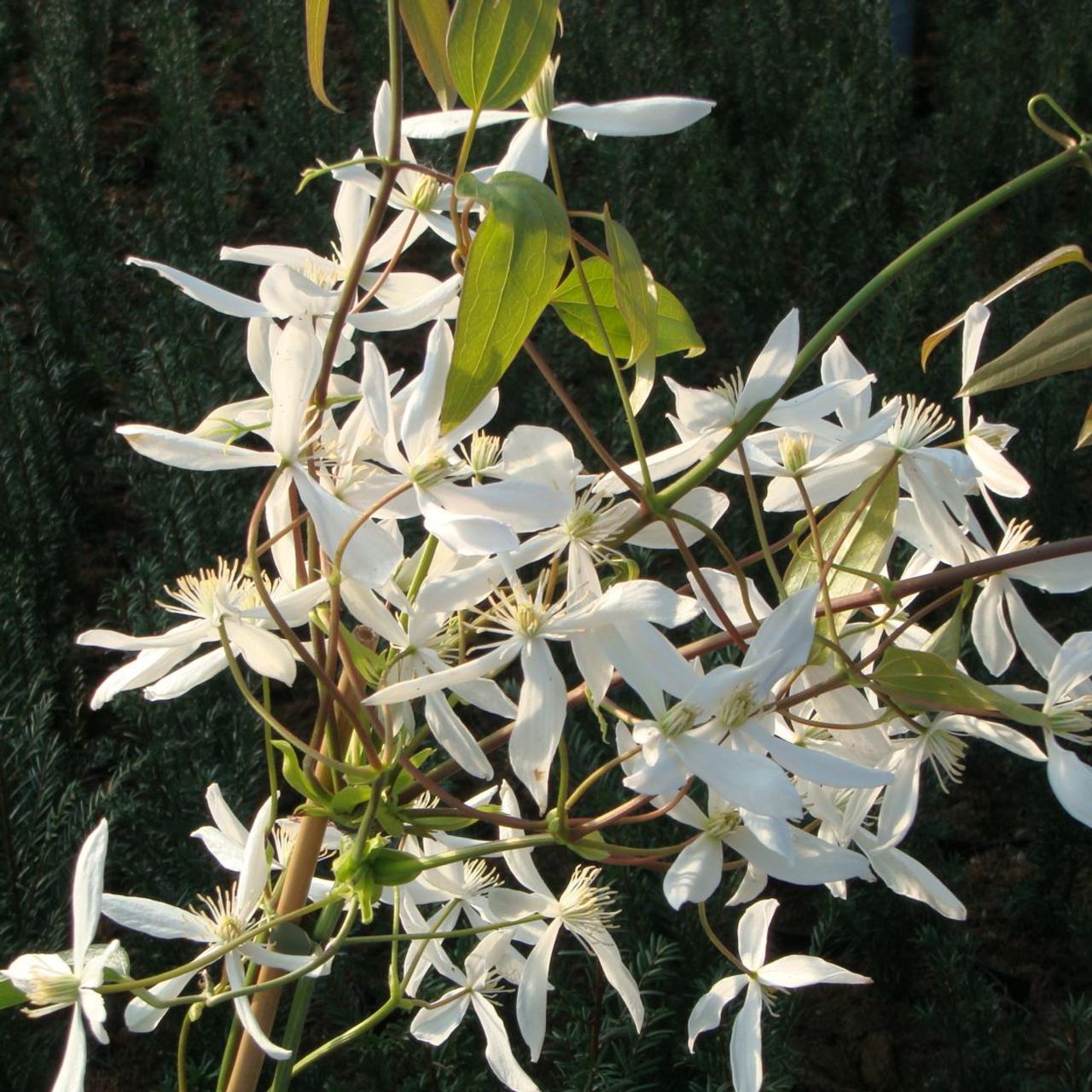 Clematis armandii plant