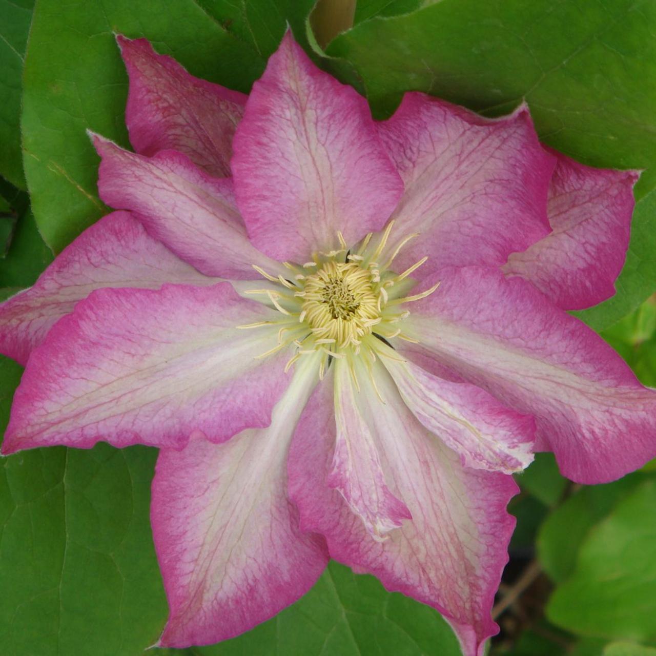 Clematis 'Asao' plant