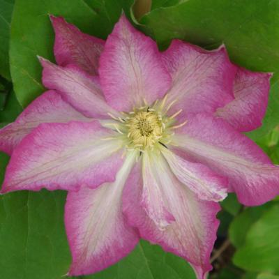 clematis-asao