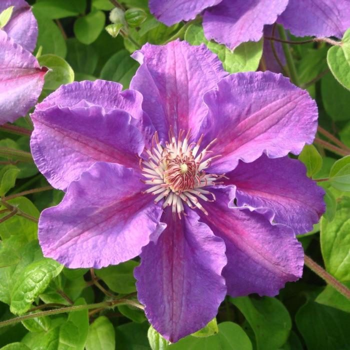 Clematis 'Ashva' plant