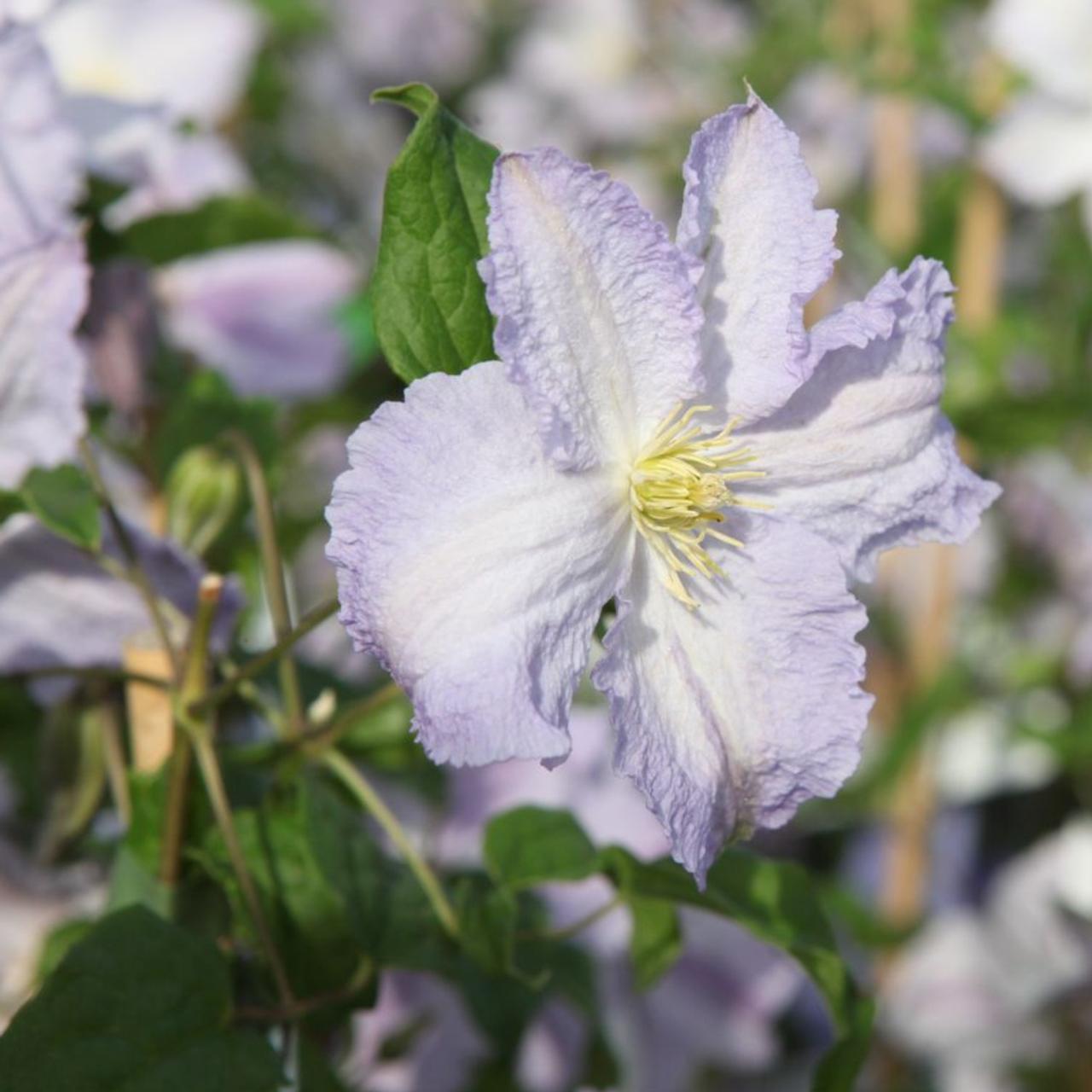 Clematis 'Blekitny aniol' plant