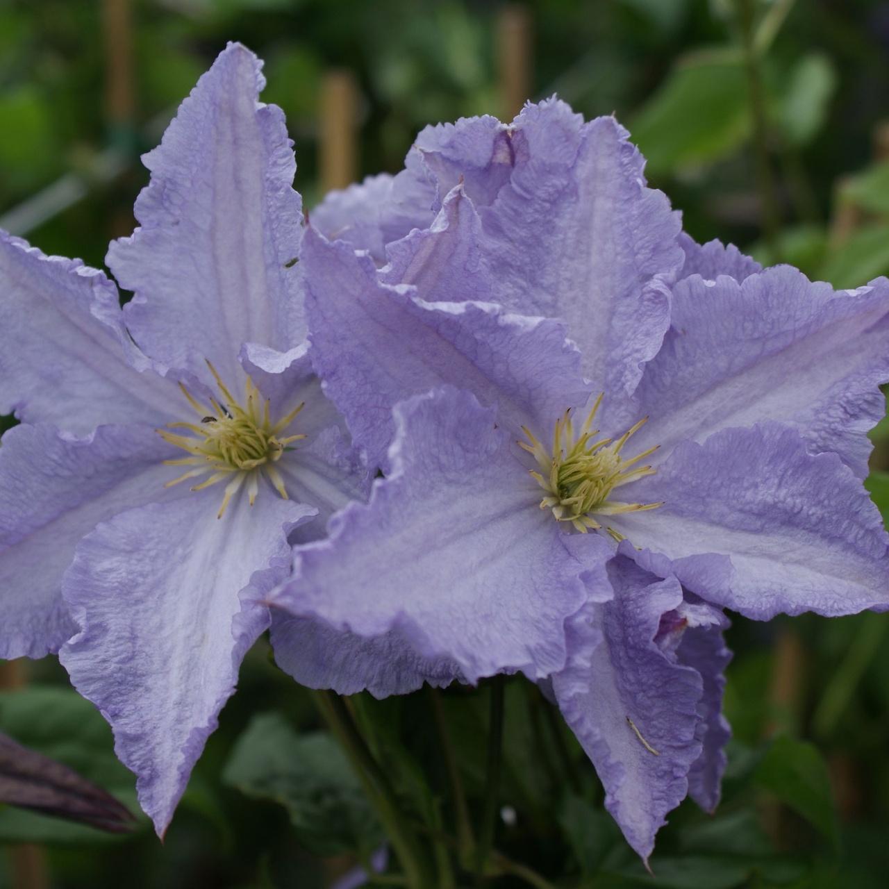Clematis 'Blue Angel' plant