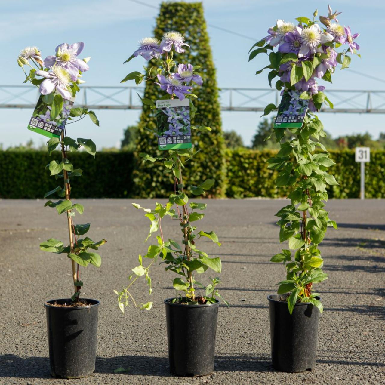 Clematis 'Blue Light' plant