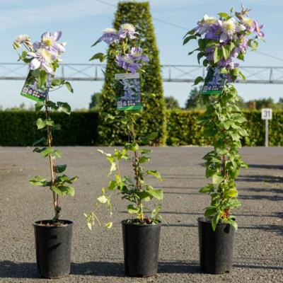 clematis-blue-light