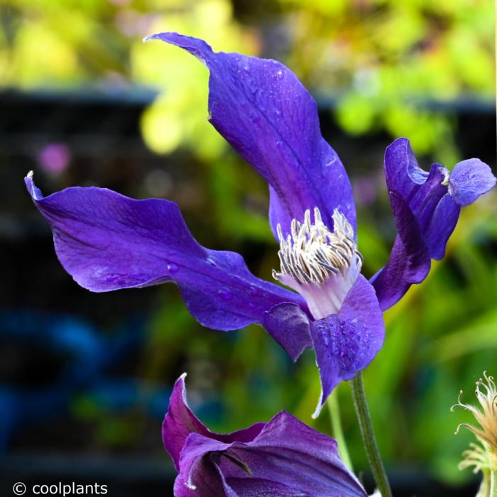 Clematis 'Blue Ocean' plant