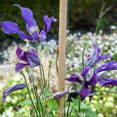 clematis-blue-ocean