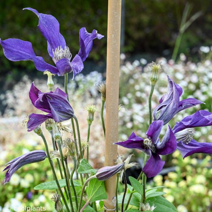 Clematis 'Blue Ocean' plant