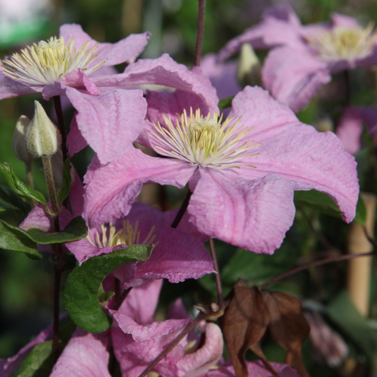 Clematis 'Comtesse de Bouchaud' plant