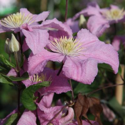 clematis-comtesse-de-bouchaud