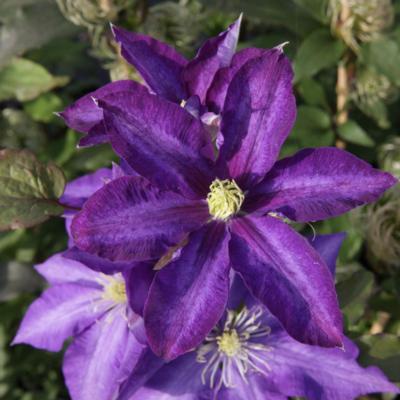 clematis-daniel-deronda